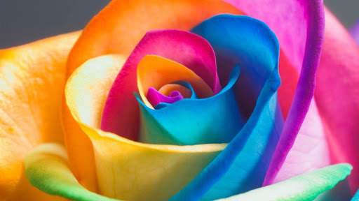 Rose Wallpaper HD & 4k Backgrounds screenshot 13