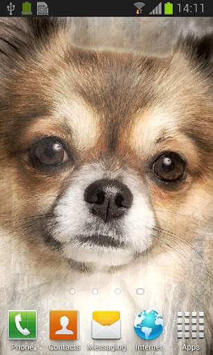 Chihuahua live wallpaper screenshot 2