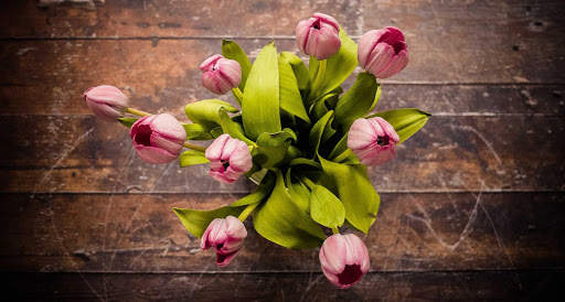 Tulips Wallpapers HD & 4k Backgrounds screenshot 15