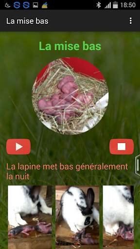 Kaninchenzucht (Führung) screenshot 6