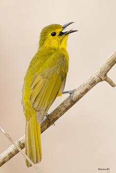 India Birds स्क्रीनशॉट 1
