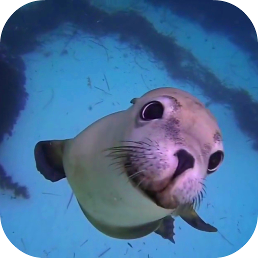 Sea Life HD Video Wallpapers Gallery icon