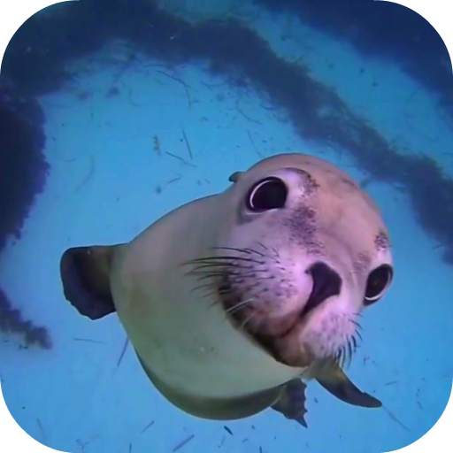 Sea Life HD Video Wallpapers Gallery 9.0