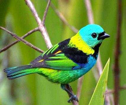 Bird Wallpaper Ringtone screenshot 2