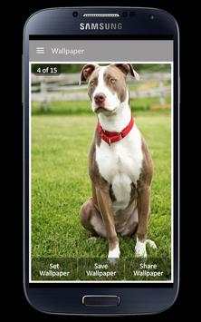 Pitbull Wallpaper screenshot 1