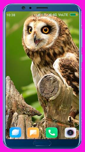 Owl Wallpaper screenshot 2