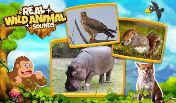 Real Wild Animal Sounds screenshot 5