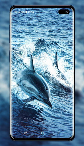 Dolphins Wallpaper screenshot 4