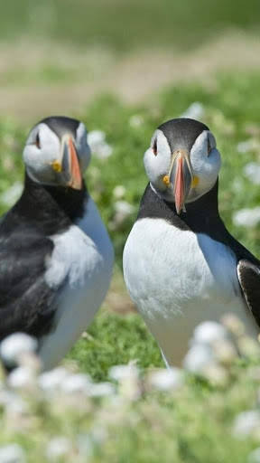 Atlantic Puffin Bird Wallpapers HD screenshot 8
