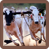 Bull Race icon