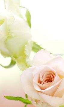 White roses wallpapers screenshot 2
