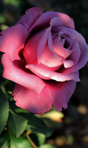 HD Rose Flowers Live Wallpaper screenshot 14