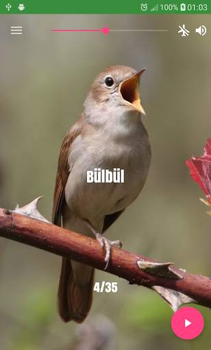 Bird Sounds screenshot 1
