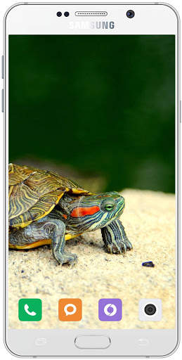 Turtle Wallpaper HD screenshot 14