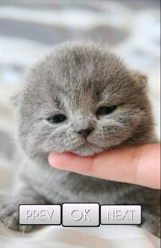 Cute Cat Wallpaper HD screenshot 3