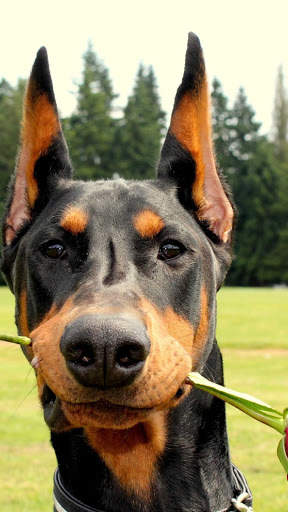 Doberman Wallpaper: backgrounds hd screenshot 5