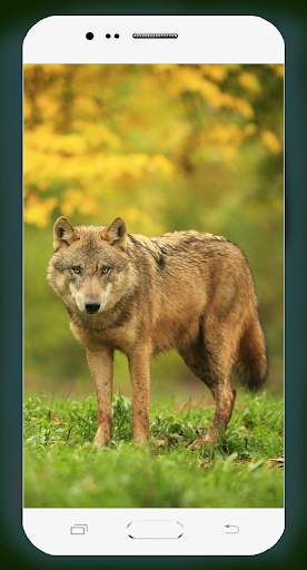 Wolf Wallpaper HD screenshot 5