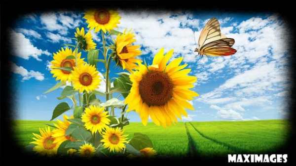 Sunflower Wallpaper screenshot 4