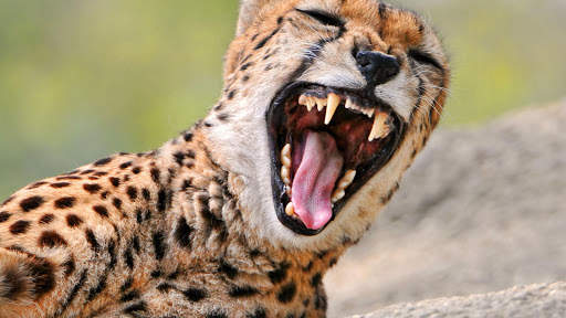 Cheetah Live Wallpaper screenshot 12