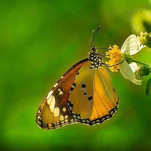 Butterfly Wallpaper HD 3.1