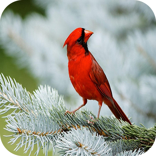 Bird Wallpaper icon