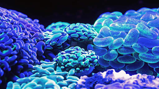 Aquarium Live Wallpaper (Wallpapers & Backgrounds) screenshot 8