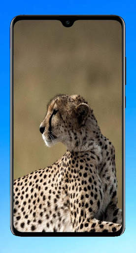 Cheetah Wallpaper 4K screenshot 6