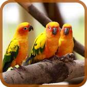 Birds Puzzle 1.0