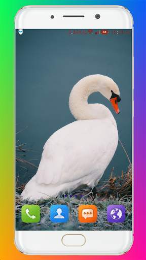Swan Wallpaper HD screenshot 3