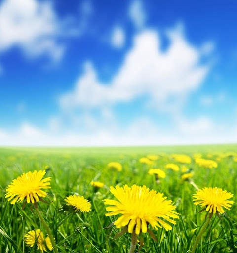 Flowers Garden Wallpaper screenshot 8