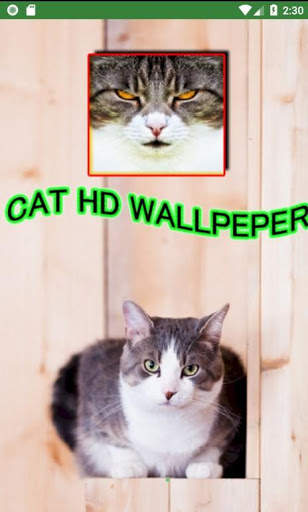 ❤️[FREE] HD Cat Wallpaper -Grumpy Cat -Funny Cat❤️ screenshot 4