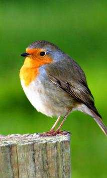 Birds Jigsaw Games Puzzle screenshot 1