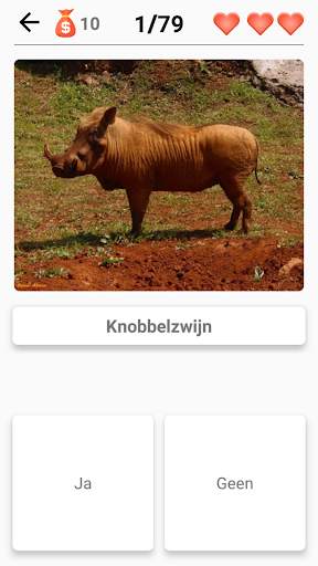 Zoogdieren - leer alle dieren in Photo-Quiz! screenshot 6