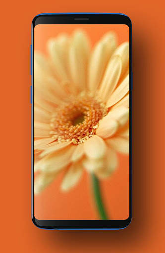 Orange Wallpapers HD screenshot 8