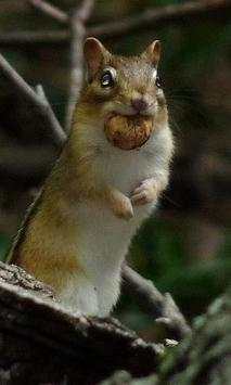 Chipmunk wallpapers screenshot 4