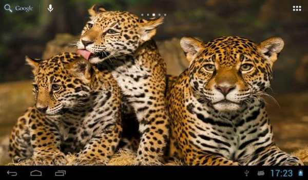Jaguars Wallpapers screenshot 8