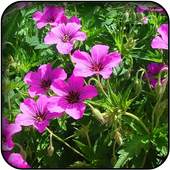 Geranium wallpapers 60