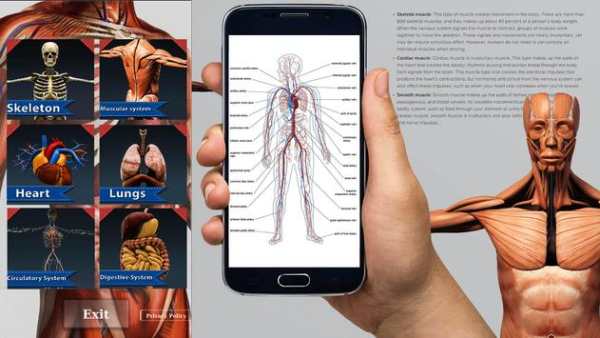 3D Human Anatomy - Human Organs, Bones & Skeleton скриншот 1