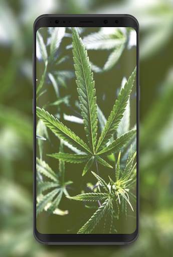 Weed HD Wallpapers and Backgrounds 2 تصوير الشاشة