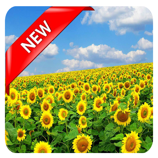 Hd Flower Wallpaper icon