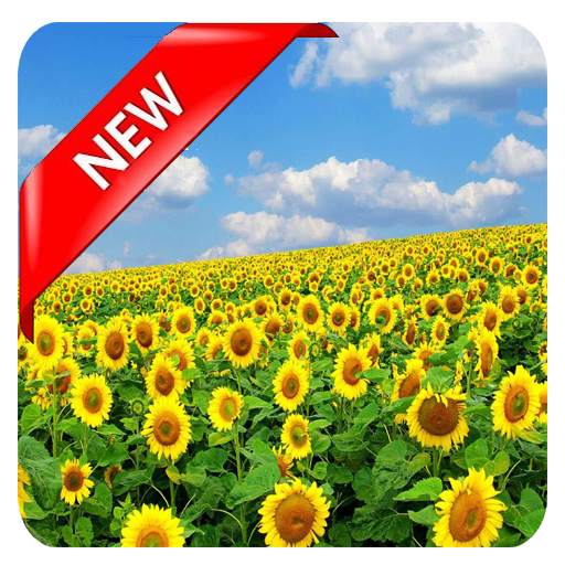 Hd Flower Wallpaper 1.0
