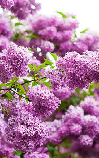 HD Lilac Flower Live Wallpaper screenshot 5
