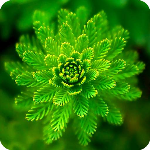 Green Wallpaper 9.0.6