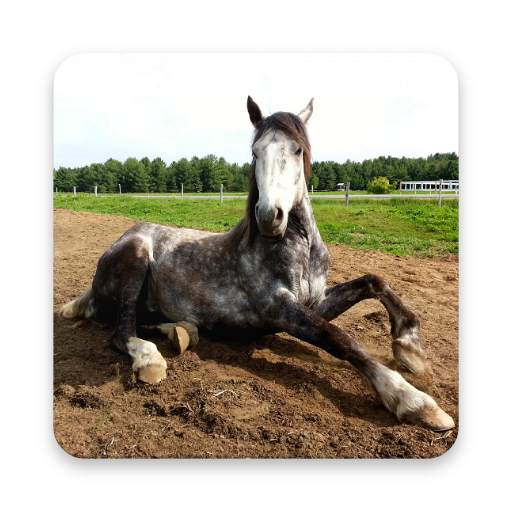 Beautiful Horse Wallpapers 1.4