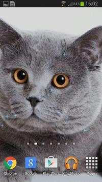 Super Lovely Cat - Free, Funny screenshot 6