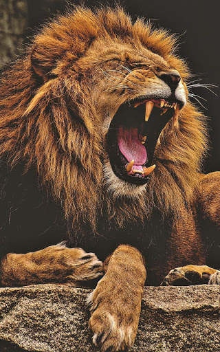 Lion Wallpapers | hd backgrounds screenshot 7