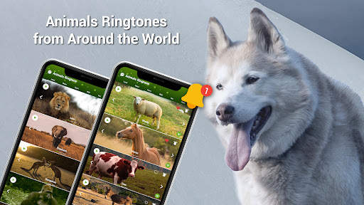 Animal Ringtones - Birds Sound screenshot 4