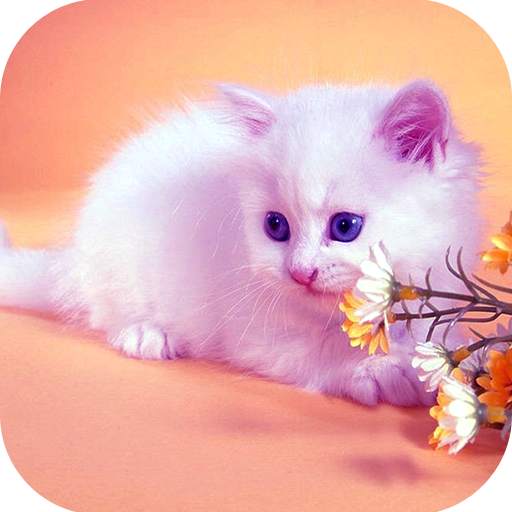 Cute Cat HD Wallpapers 1.0.6