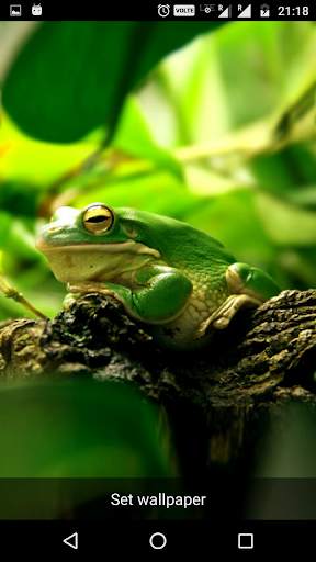 Funny Frog Live Wallpaper स्क्रीनशॉट 2