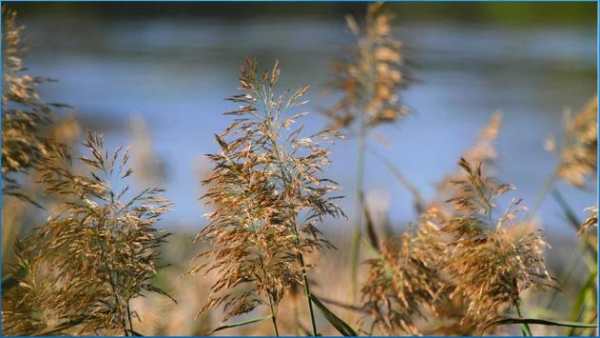 Nature Nice Wallpapers screenshot 1
